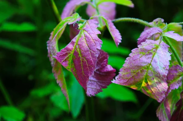 Зеленые Листья Розового Цвета Пораженные Болезнью — стоковое фото