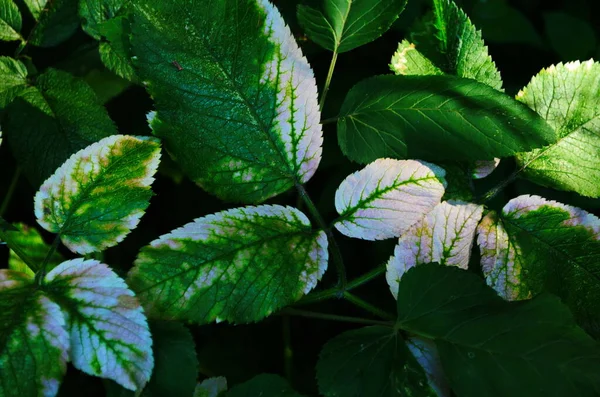 Hastalıktan Etkilenmiş Pembe Renkli Yeşil Yapraklar — Stok fotoğraf