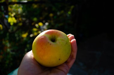 Bahçenin bulanık arka planına karşı bir kadının elindeki olgun, sarı bir elmanın görüntüsü. Sonbahar meyve toplama kavramı.