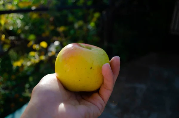 View Plucked Ripe Yellow Apple Woman Hand Blurred Background Garden — Stock Photo, Image