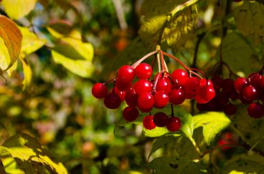 Guelder gülü veya Viburnum opulus ağacının kırmızı böğürtlen demetleri yaz mevsiminin sonunda güneşli bir günde kapanır..