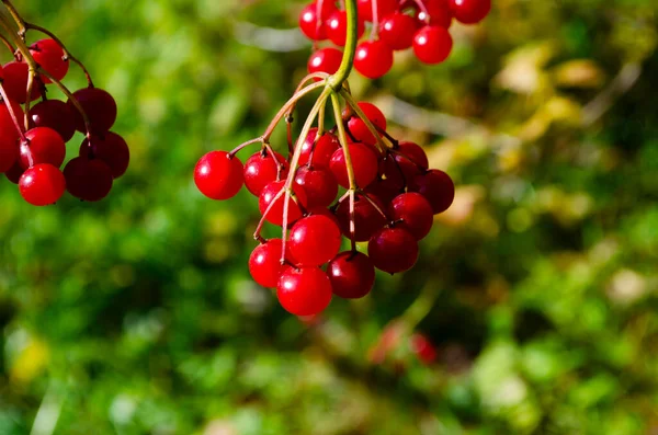 Closeup Bunches Red Berries Guelder Rose Viburnum Opulus Shrub Sunny — Stock Photo, Image