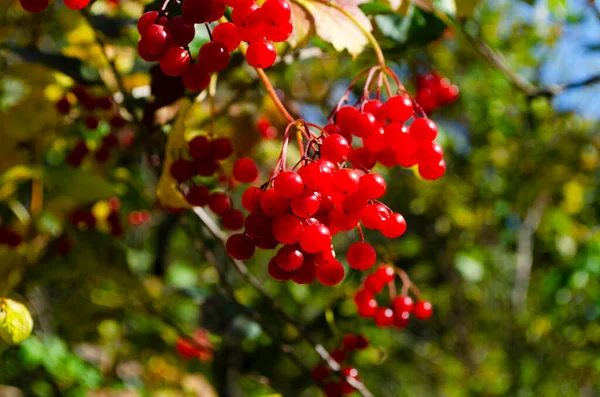 Großaufnahme Von Trauben Roter Beeren Einer Drosselrose Oder Viburnum Opulus — Stockfoto