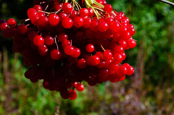 Großaufnahme Von Trauben Roter Beeren Einer Drosselrose Oder Viburnum Opulus — Stockfoto