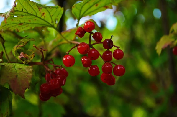 Egy Guelder Rózsa Vagy Viburnum Opulus Bokor Vörös Bogyós Fürtjeinek — Stock Fotó