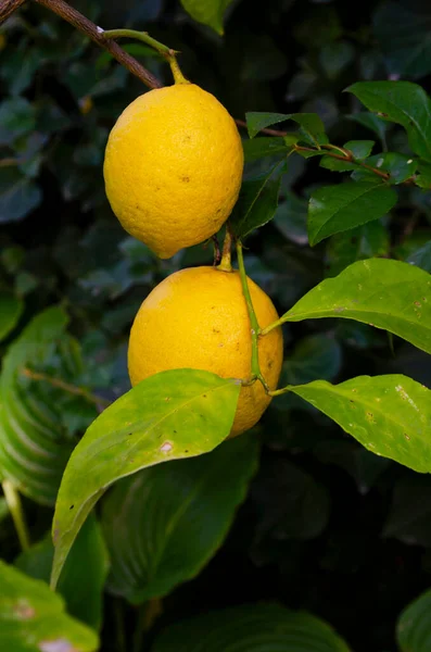 Cítricos Amarillos Frutas Limón Hojas Verdes Jardín Invierno Limón Cítrico — Foto de Stock