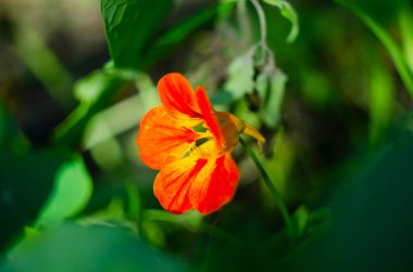 Yeşil yuvarlak yapraklı güzel tropeolum majus çiçeği. Tropaeolum majus, nasturtiyum bahçesi, Hint deresi ya da teresi çiçeği olarak da bilinir..