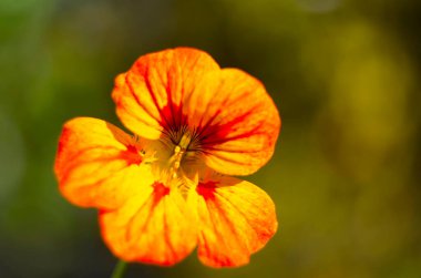 Yeşil yuvarlak yapraklı güzel tropeolum majus çiçeği. Tropaeolum majus, nasturtiyum bahçesi, Hint deresi ya da teresi çiçeği olarak da bilinir..