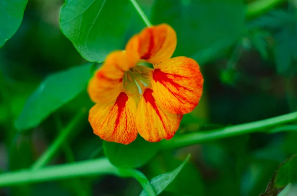 Цветок Tropaeolum Majus Зеленом Фоне Круглых Листьев Tropaeolum Majus Известен — стоковое фото