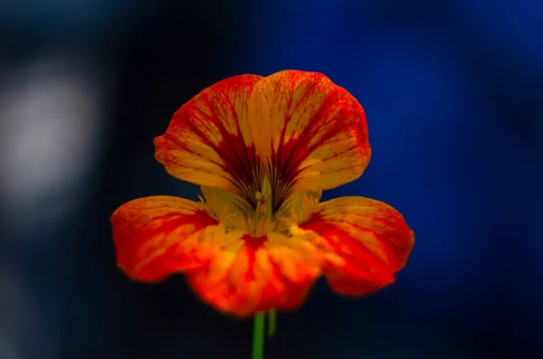 Piękny Kwiat Majus Tropaeolum Zielonym Okrągłym Tłem Liści Tropaeolum Majus — Zdjęcie stockowe