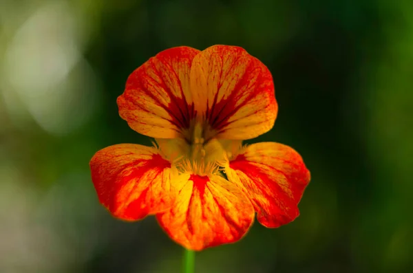 Yeşil Yuvarlak Yapraklı Güzel Tropeolum Majus Çiçeği Tropaeolum Majus Nasturtiyum — Stok fotoğraf