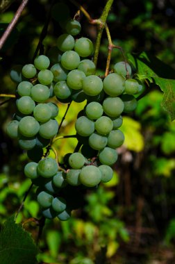 İyi şarap endüstrisi için taze yeşil üzüm. Sağlıklı aşıklar için taze yeşil üzüm..