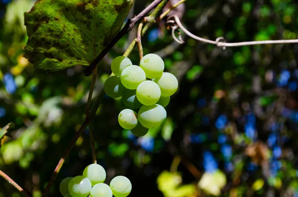 Uva Verde Fresca Una Buona Azienda Vinicola Industriale Uve Verdi — Foto Stock