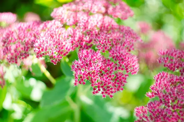 Sedum Stewed Rhubarb Dağı. Yaz mevsimi, mor, uzun ömürlü çiçek bitkisi. Bilinen adıyla Stonecrop.