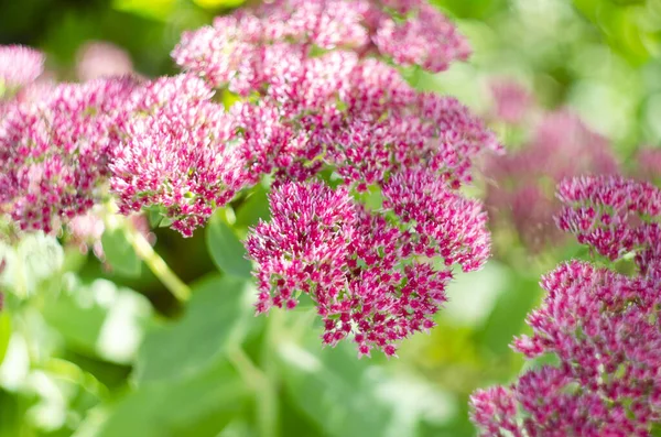 Sedum Stewed Rhubarb Dağı. Yaz mevsimi, mor, uzun ömürlü çiçek bitkisi. Bilinen adıyla Stonecrop.