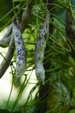 Tırmanış üzümünde yetişen yabanmersini fasulyesi. Borlotti fasulyesi, yabanmersini fasulyesi olarak da bilinen yaygın bir fasulyedir.