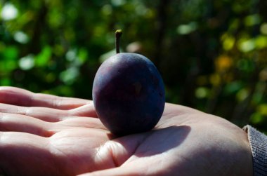 Yakın çekim olgun kırmızı erikler, bir insan elinde olgun erikler tutuyor.,