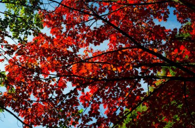 Sonbahar meşesi yaprakları güneş ışığında. Doğal arkaplan.