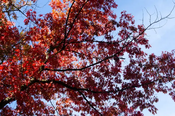 秋天的橡木叶子在阳光下 自然背景 — 图库照片