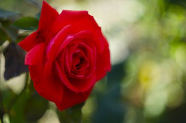 Kırmızı gül, yeşil arka plandaki gül bahçesinde açan bir çiçek.