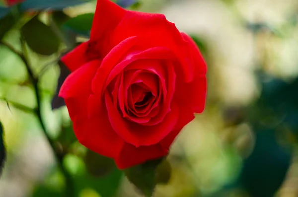 Czerwona Róża Jeden Kwiat Kwitnący Ogrodzie Róż Zielonym Tle — Zdjęcie stockowe