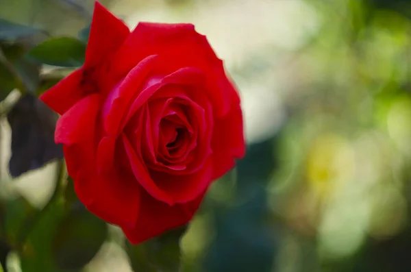 Rote Rose Eine Blume Blüht Rosengarten Auf Grünem Hintergrund — Stockfoto