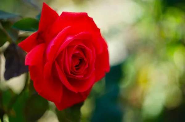 Czerwona Róża Jeden Kwiat Kwitnący Ogrodzie Róż Zielonym Tle — Zdjęcie stockowe