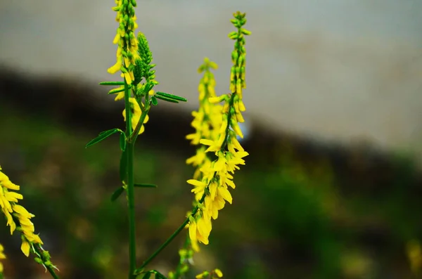 Tiro Macro Melilotus Com Pétalas Amarelas — Fotografia de Stock