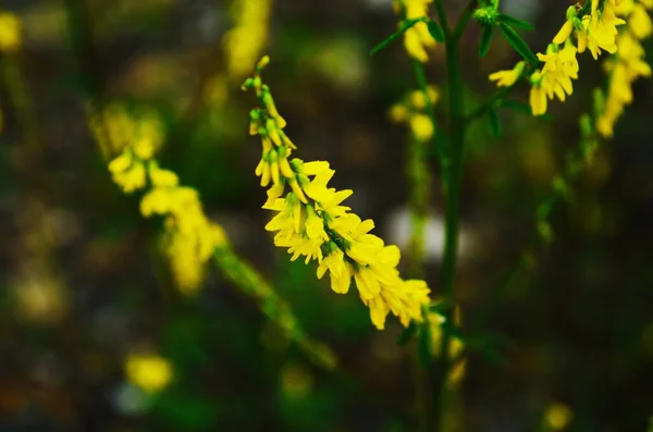 Colpo Macro Meliloto Con Petali Gialli — Foto Stock