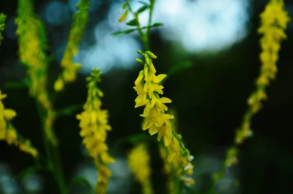 Tiro Macro Melilotus Com Pétalas Amarelas — Fotografia de Stock