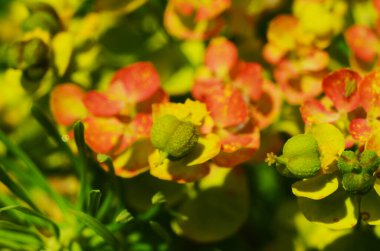 Sarı Myrtle, Euphorbia mersinlerini çırpıyor. Çiçek açan sulu bitki Euphorbiaceae türlerini kapatın..