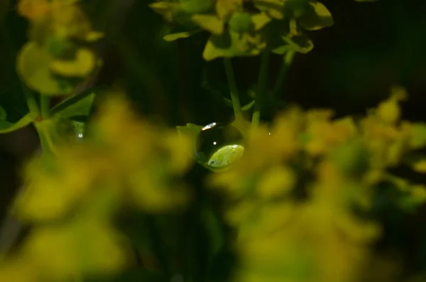 Жовтий Мирт Шпорить Euphorbia Mirsinites Закрити Сукулентний Вид Квітучої Рослини — стокове фото