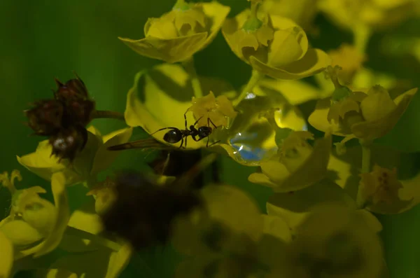 Жовтий Мирт Шпорить Euphorbia Mirsinites Закрити Сукулентний Вид Квітучої Рослини — стокове фото