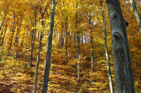 Höstskogsnatur Levande Morgon Färgglad Skog Med Solstrålar Genom Grenar Träd — Stockfoto