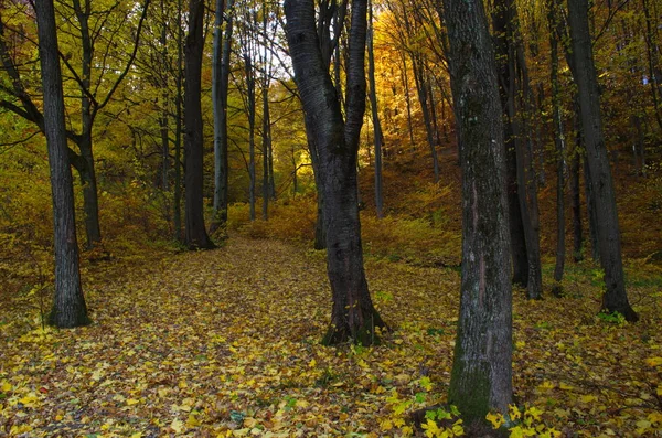 Naturaleza Del Bosque Otoñal Mañana Vívida Colorido Bosque Con Rayos —  Fotos de Stock