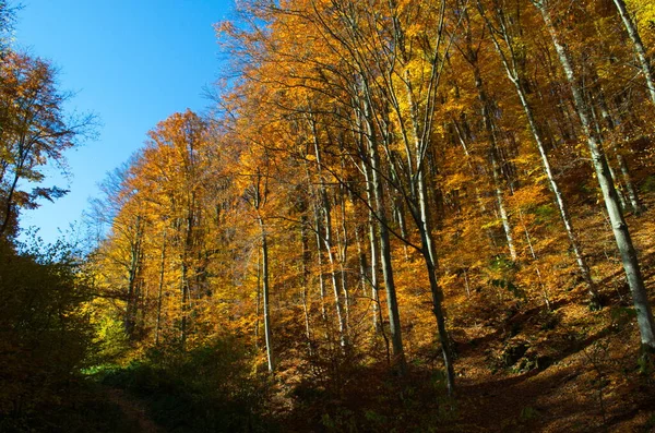 Naturaleza Del Bosque Otoñal Mañana Vívida Colorido Bosque Con Rayos —  Fotos de Stock