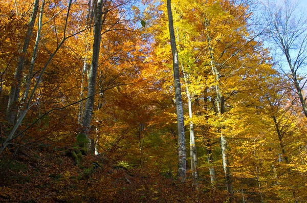 Herfst Bos Natuur Levendige Ochtend Kleurrijk Bos Met Zonnestralen Door — Stockfoto