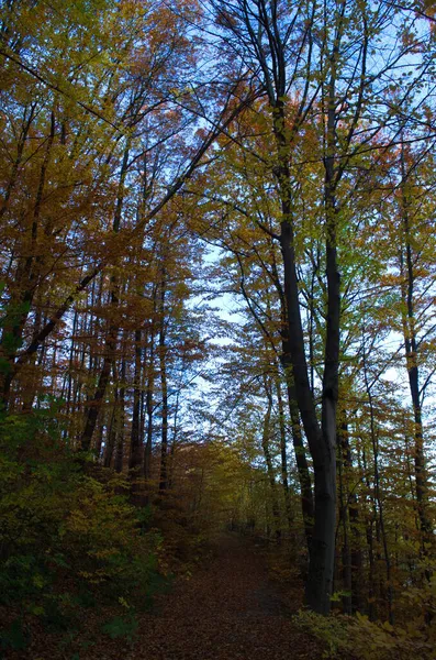 Naturaleza Del Bosque Otoñal Mañana Vívida Colorido Bosque Con Rayos —  Fotos de Stock