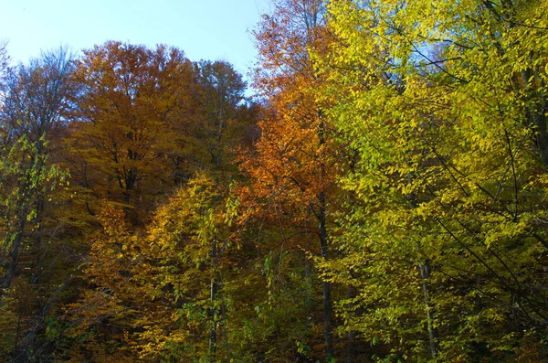 Natureza Floresta Outono Manhã Vívida Floresta Colorida Com Raios Sol — Fotografia de Stock