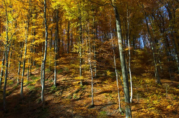 Natureza Floresta Outono Manhã Vívida Floresta Colorida Com Raios Sol — Fotografia de Stock