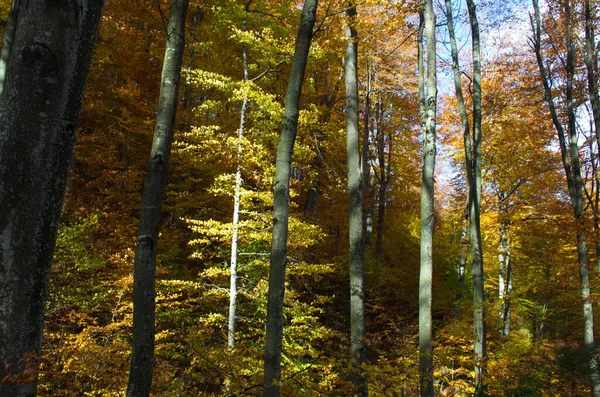 Herfst Bos Natuur Levendige Ochtend Kleurrijk Bos Met Zonnestralen Door — Stockfoto