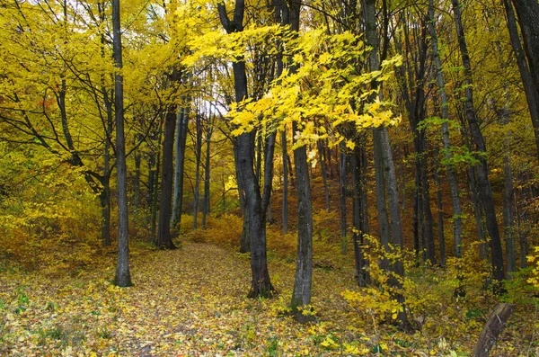 Podzimní Lesní Příroda Živé Ráno Pestrobarevném Lese Slunečními Paprsky Mezi — Stock fotografie