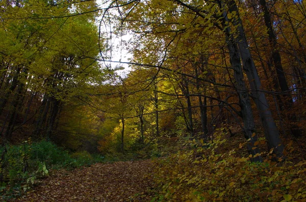 Natura Foresta Autunnale Mattina Vivida Nella Foresta Colorata Con Raggi — Foto Stock