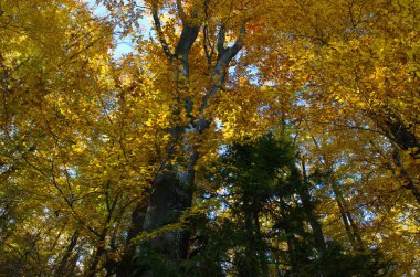 Sonbahar orman doğası. Renkli bir ormanda canlı bir sabah. Ağaçların arasından güneş ışınları geçiyor. Güneş ışığıyla doğanın manzarası