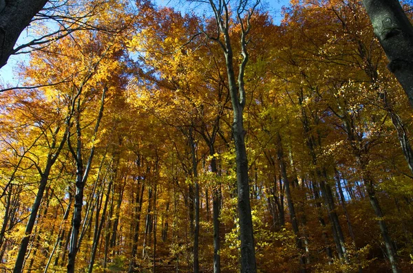 Natureza Floresta Outono Manhã Vívida Floresta Colorida Com Raios Sol — Fotografia de Stock