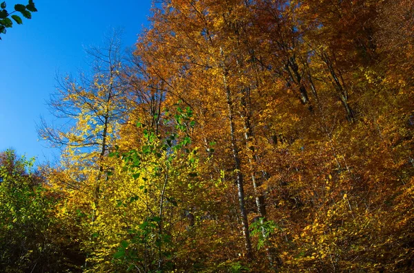 Осенний Лес Яркое Утро Красочном Лесу Солнечными Лучами Сквозь Ветви — стоковое фото