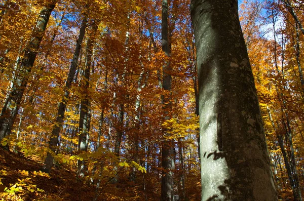 Autumn Forest Nature Vivid Morning Colorful Forest Sun Rays Branches — Stock Photo, Image