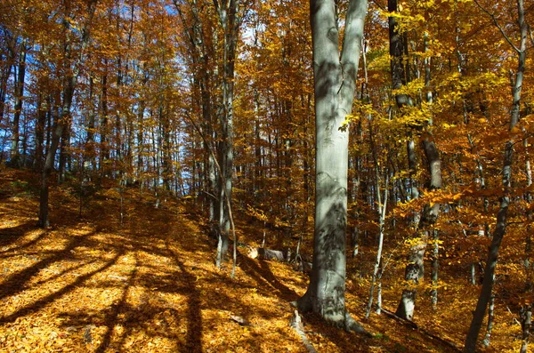 秋天的森林自然 灿烂的早晨 在五彩斑斓的森林里 阳光穿过树枝 阳光下的自然景观 — 图库照片