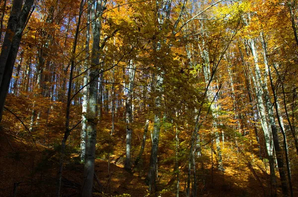 Naturaleza Del Bosque Otoñal Mañana Vívida Colorido Bosque Con Rayos —  Fotos de Stock