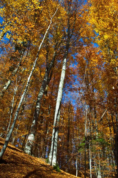 Naturaleza Del Bosque Otoñal Mañana Vívida Colorido Bosque Con Rayos —  Fotos de Stock